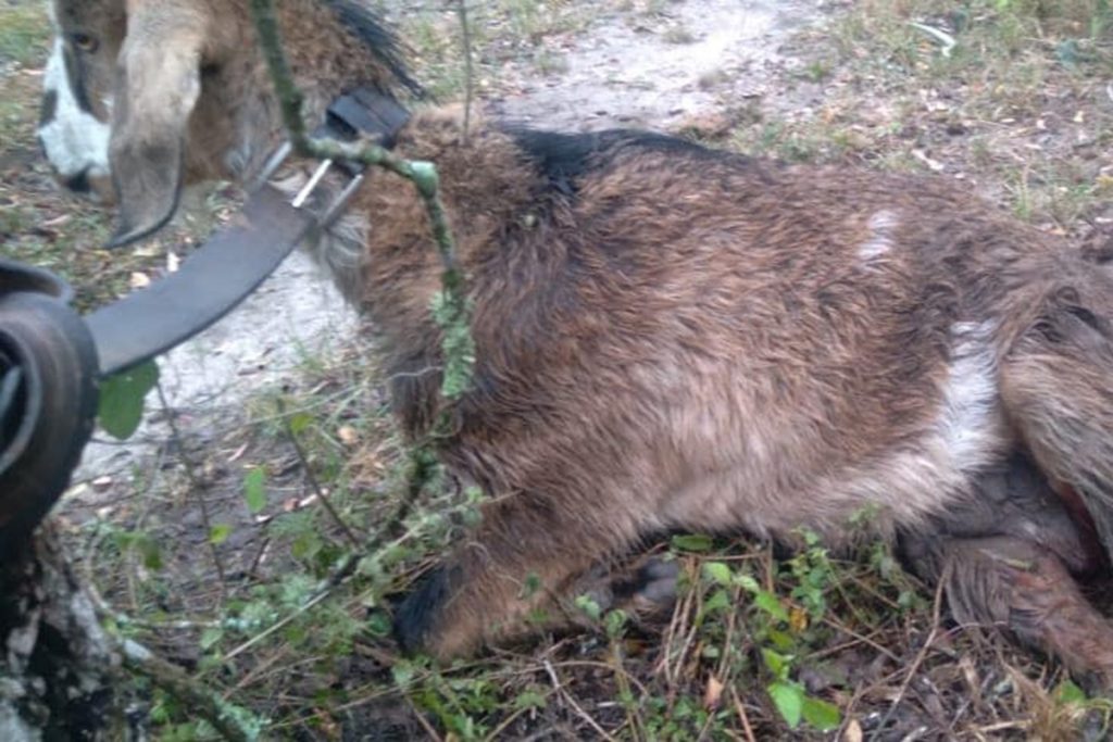 Tiene una granja agroecológica, denunció fumigaciones y le mataron animales: apunta a "la mafia de Vicentin" y a la Comuna 1 Tiene una granja agroecológica, denunció fumigaciones y le mataron animales: apunta a "la mafia de Vicentin" y a la Comuna