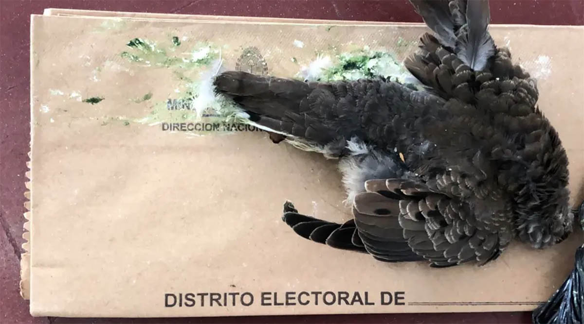 Una paloma muerta dentro de una urna, una de las situaciones más insólitas de las PASO 2023