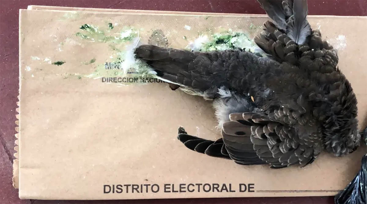 Una paloma muerta dentro de una urna, una de las situaciones más insólitas de las PASO 2023