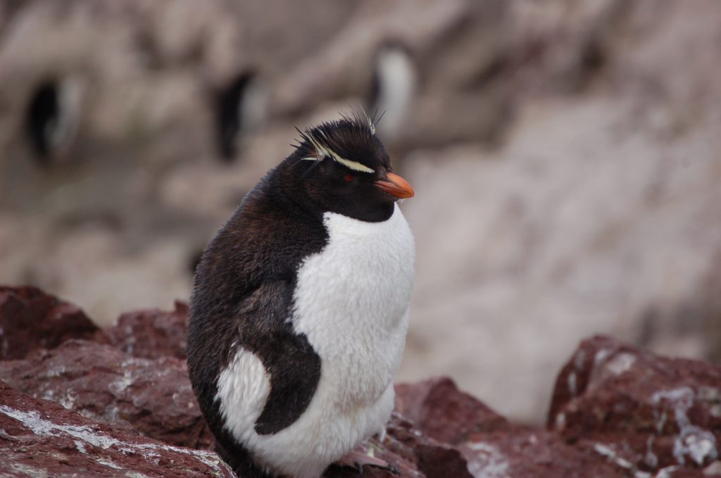 Se viene la temporada de pingüinos en Chubut