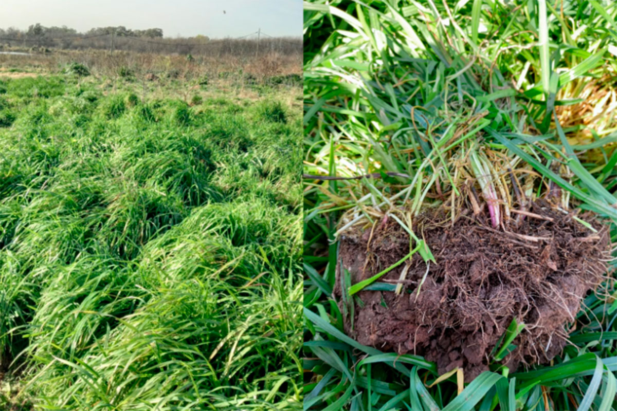 Crean suelos artificiales a partir de residuos industriales para revalorizar tierras degradadas