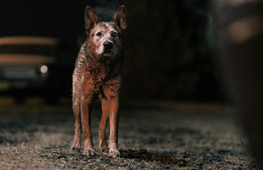 Perro Pet Sematary Bloodlines