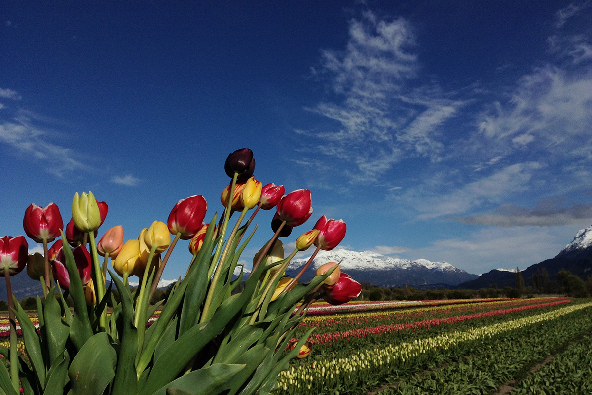 Un espectáculo de flores y colores: arranca la temporada de tulipanes en Trevelin