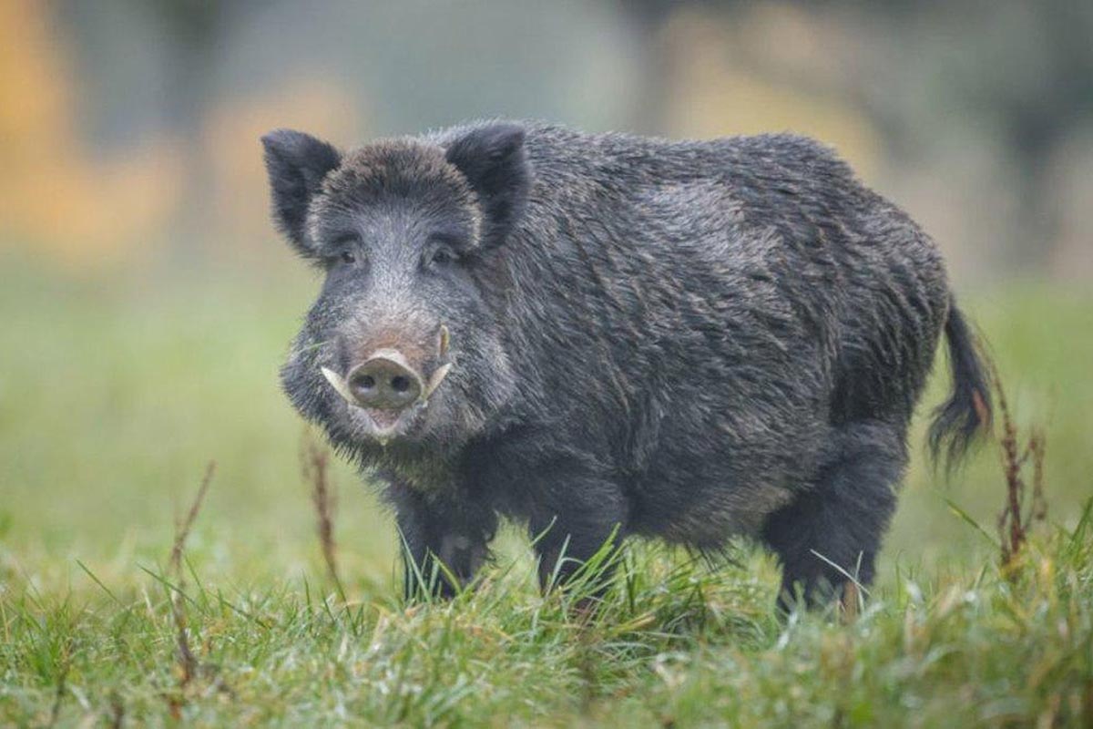 Sin control estatal, crece la invasión de jabalíes y ya se ven cerca del AMBA: “Uno de estos bichos, enojado, te hace pelota” 3 Sin control estatal, crece la invasión de jabalíes y ya se ven cerca del AMBA: “Uno de estos bichos, enojado, te hace pelota”