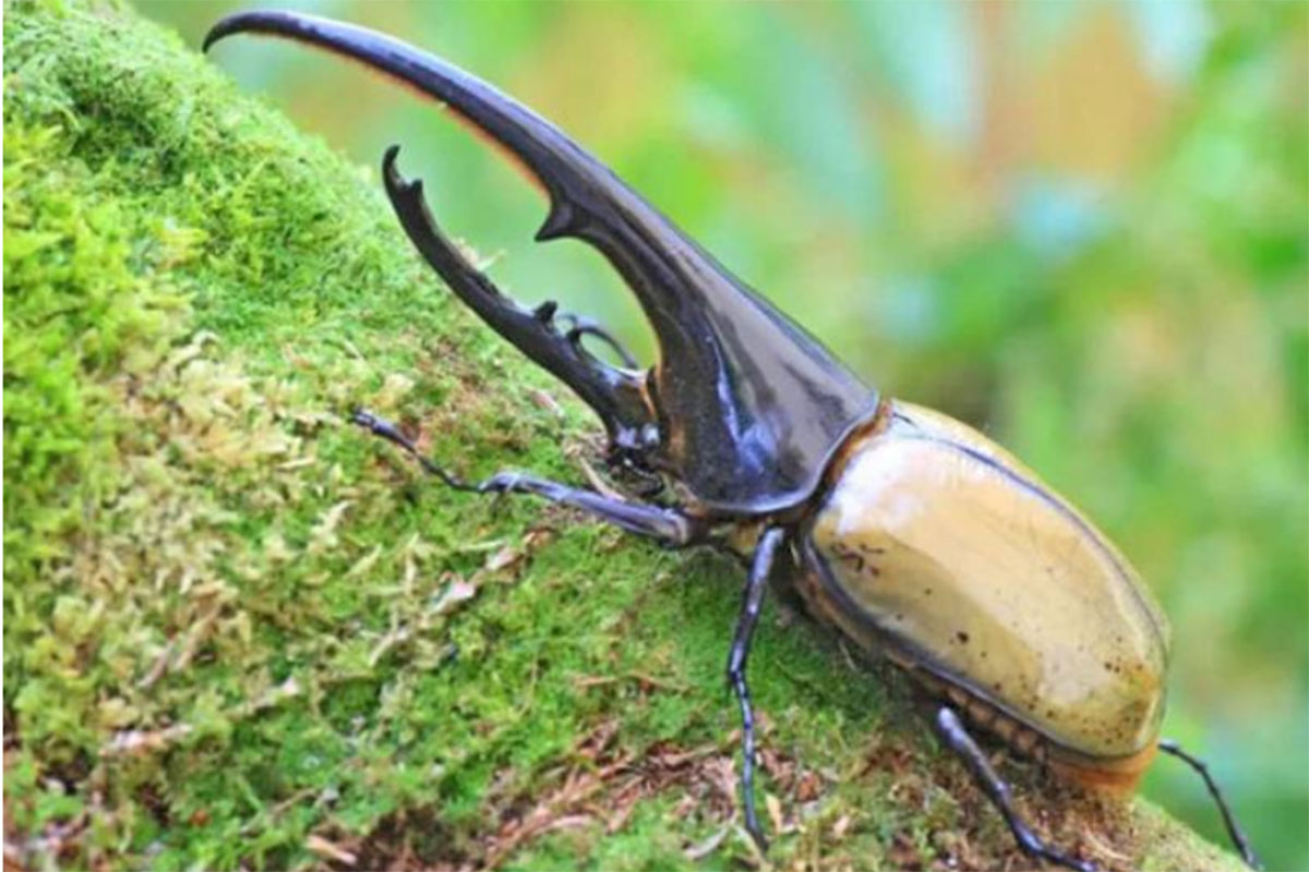 Hércules: el insecto más fuerte del mundo que habita cerca del norte argentino