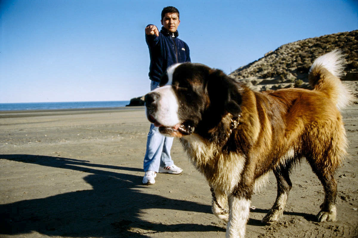 En Las Grutas prohíben ir con perros a la playa tras el ataque a un lobo marino: las multas serán de $13.000