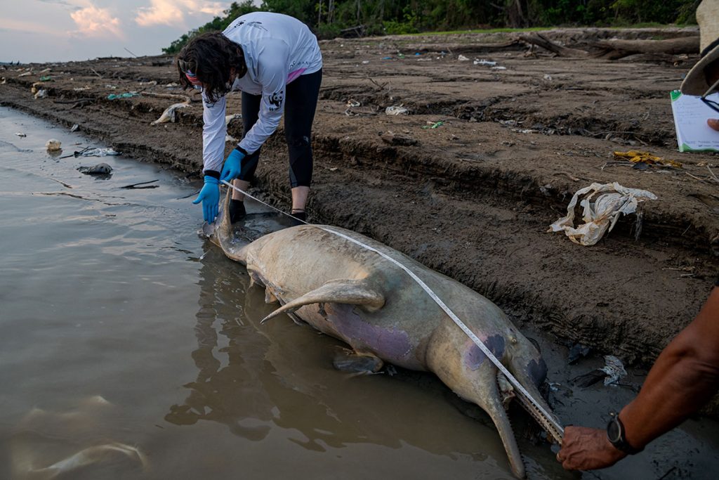 Dramático operativo internacional: intentan a contrarreloj salvar a los delfines de la Amazonía brasileña