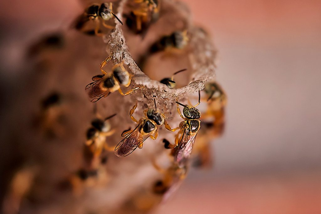 Polinización en riesgo: las abejas pierden capacidades clave por los agroquímicos