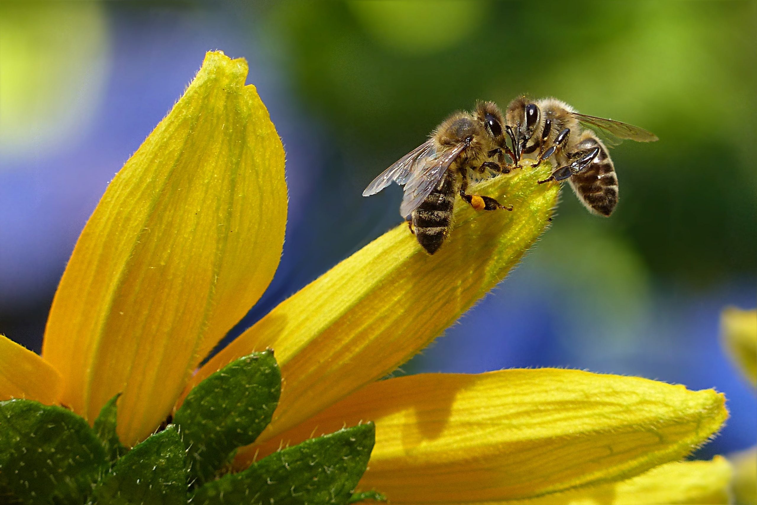 Científicos argentinos crean método único en el mundo para dirigir los enjambres de abejas a zonas de cultivo