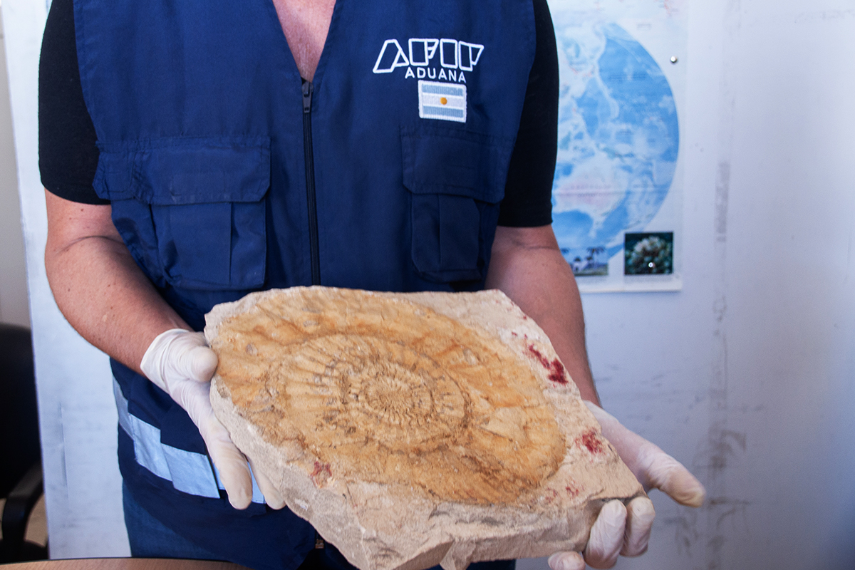 Contrabandeaban 6400 fósiles y la margarita más antigua del mundo: la trama del mayor secuestro de bienes culturales de la historia argentina