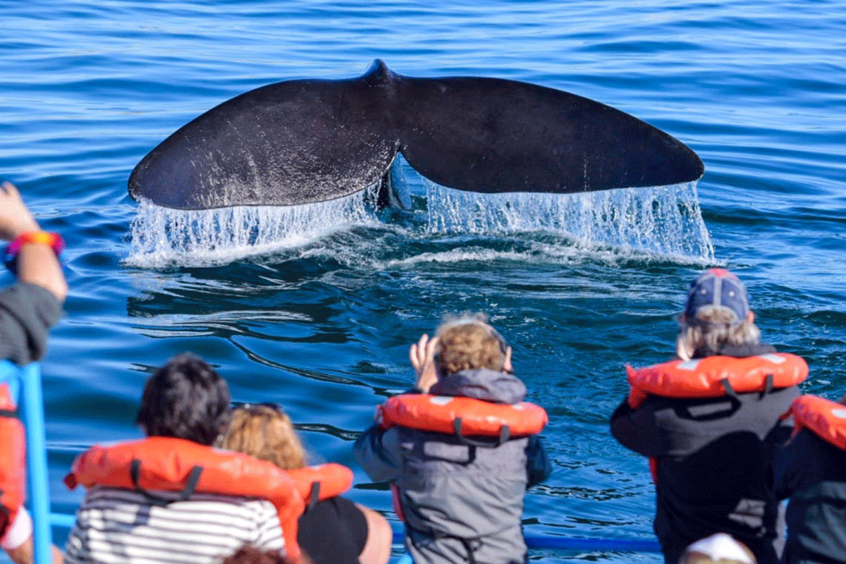 María Leoní Gaffet, una vida junto a las ballenas y la naturaleza en estado puro