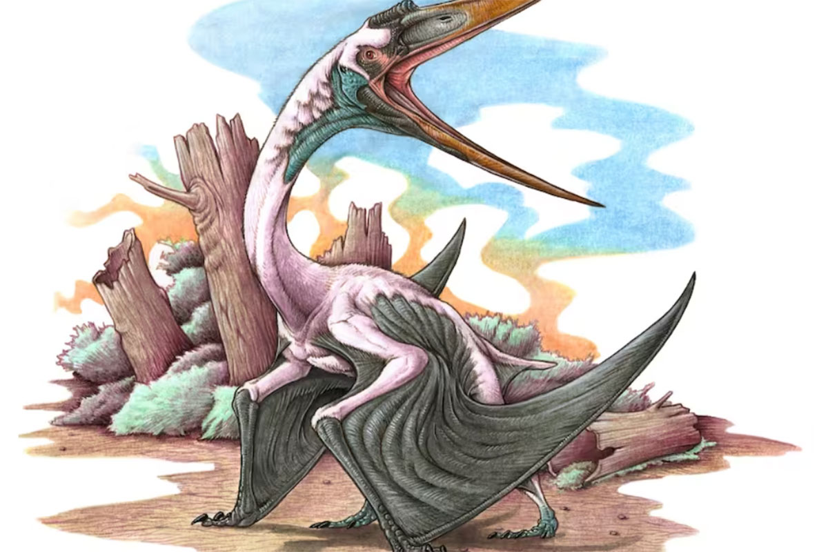 Descubrieron en la Patagonia los fósiles del reptil volador más grande y antiguo de Sudamérica