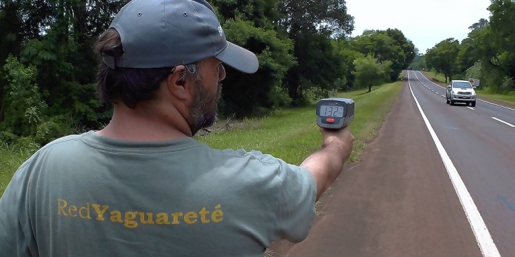 Día mundial del yaguareté: una especie clave del ecosistema de la que apenas quedan 250 ejemplares en el país
