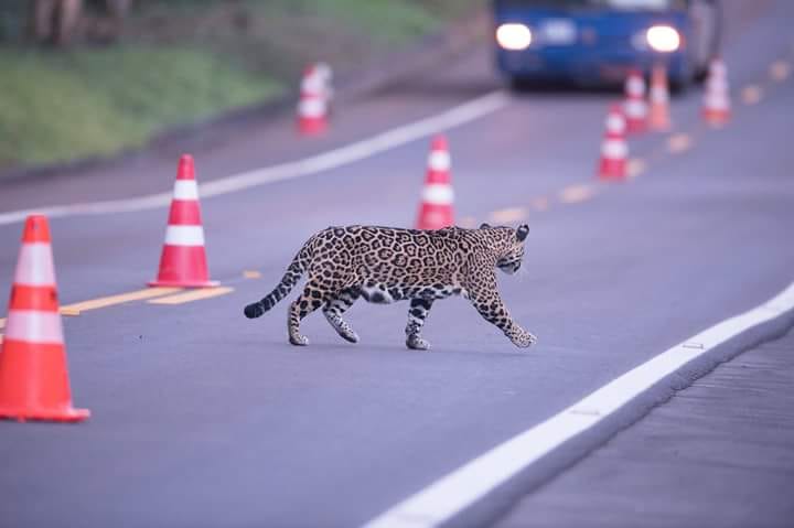 Día mundial del yaguareté: una especie clave del ecosistema de la que apenas quedan 250 ejemplares en el país