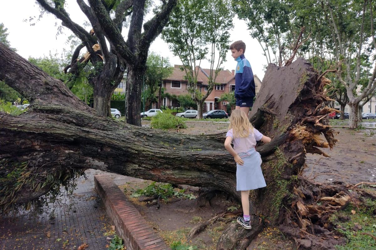 Ciudad paralizada tras el temporal: “Los árboles que más resistieron son aquellos que no fueron podados”