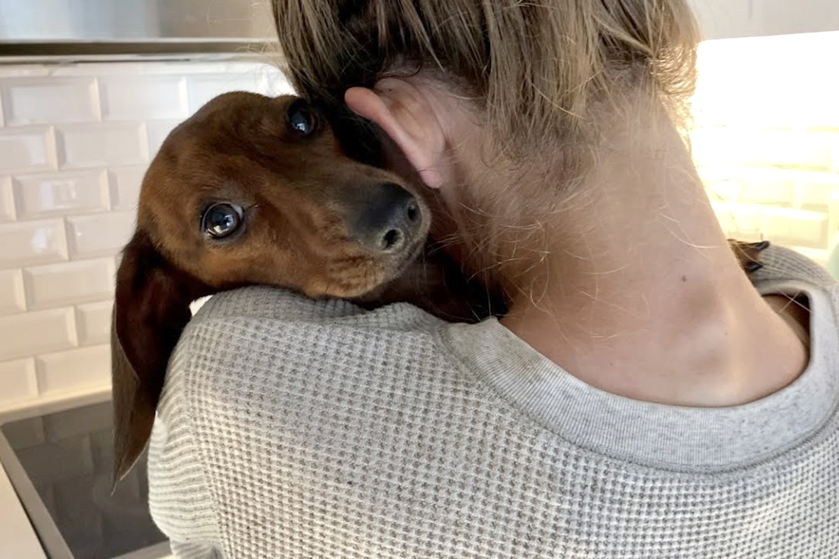 Fallo novedoso: consideran a un perro «ser sintiente» y establecen un régimen de visitas