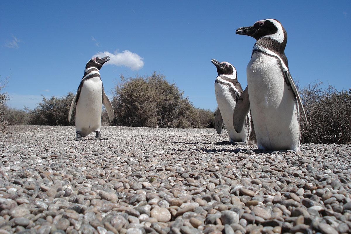 Un mapa para mirar y conocer pingüinos durante el verano