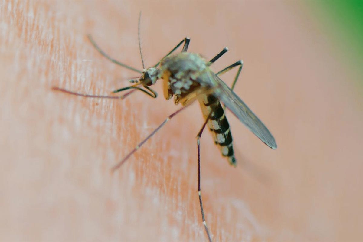 Por qué hay tantos mosquitos en el AMBA: la explicación de especialistas del Conicet