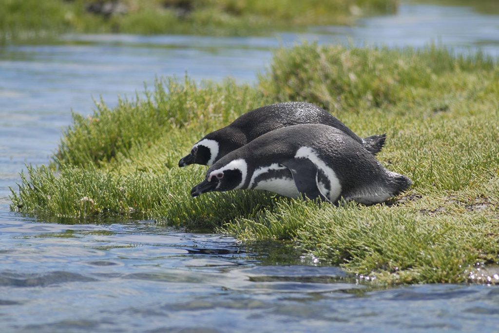 “La Galápagos de Argentina“: un pueblo alguero, una costa agreste y mil historias 7 “La Galápagos de Argentina“: un pueblo alguero, una costa agreste y mil historias