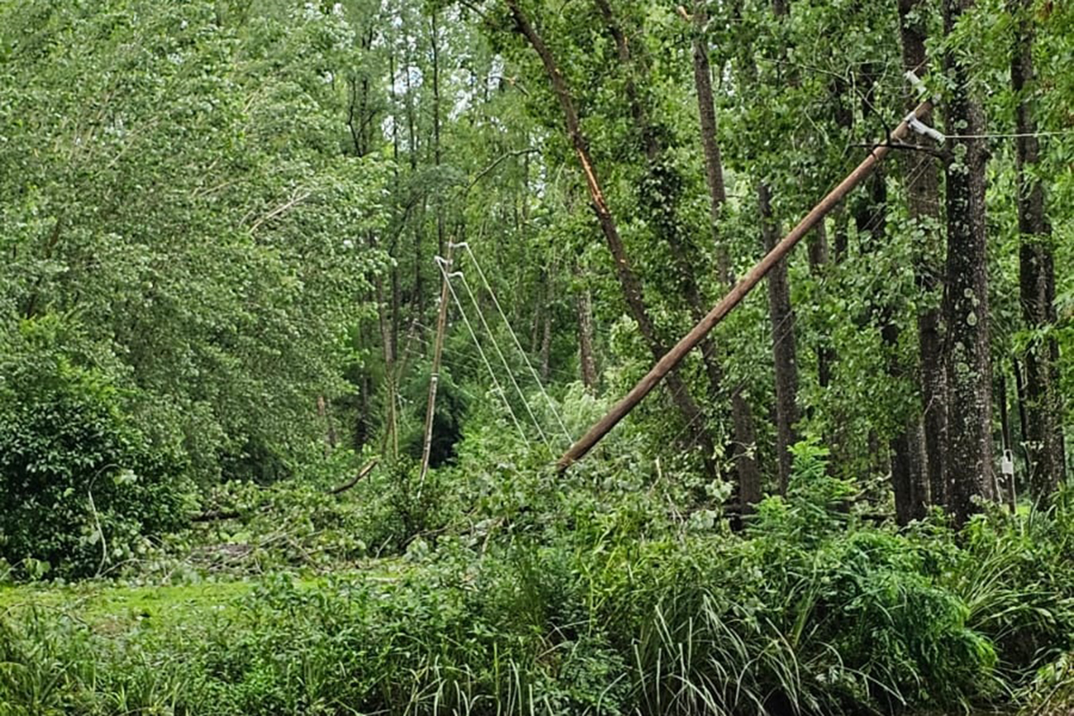 Restaurar el Delta con nativas: el desafío de reconciliar producción y conservación