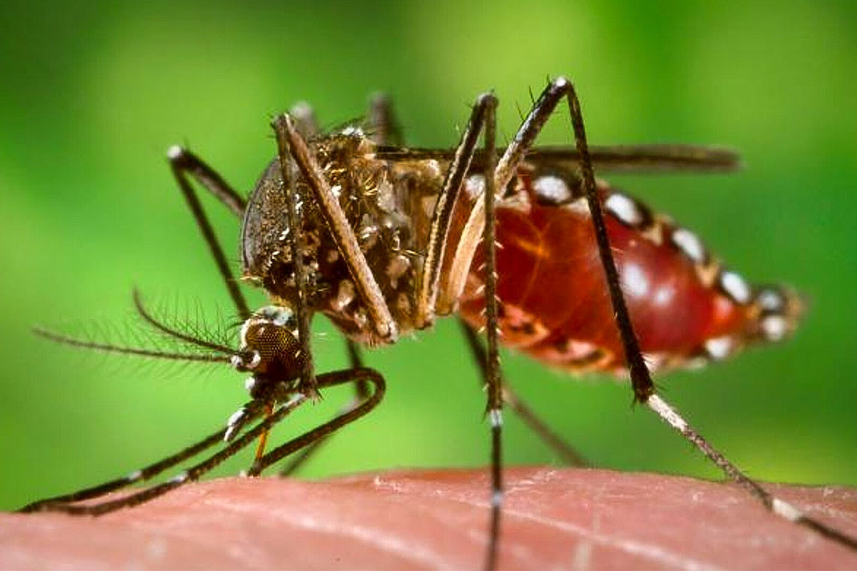La amenaza del dengue: los contagios ya superaron los 150 mil casos