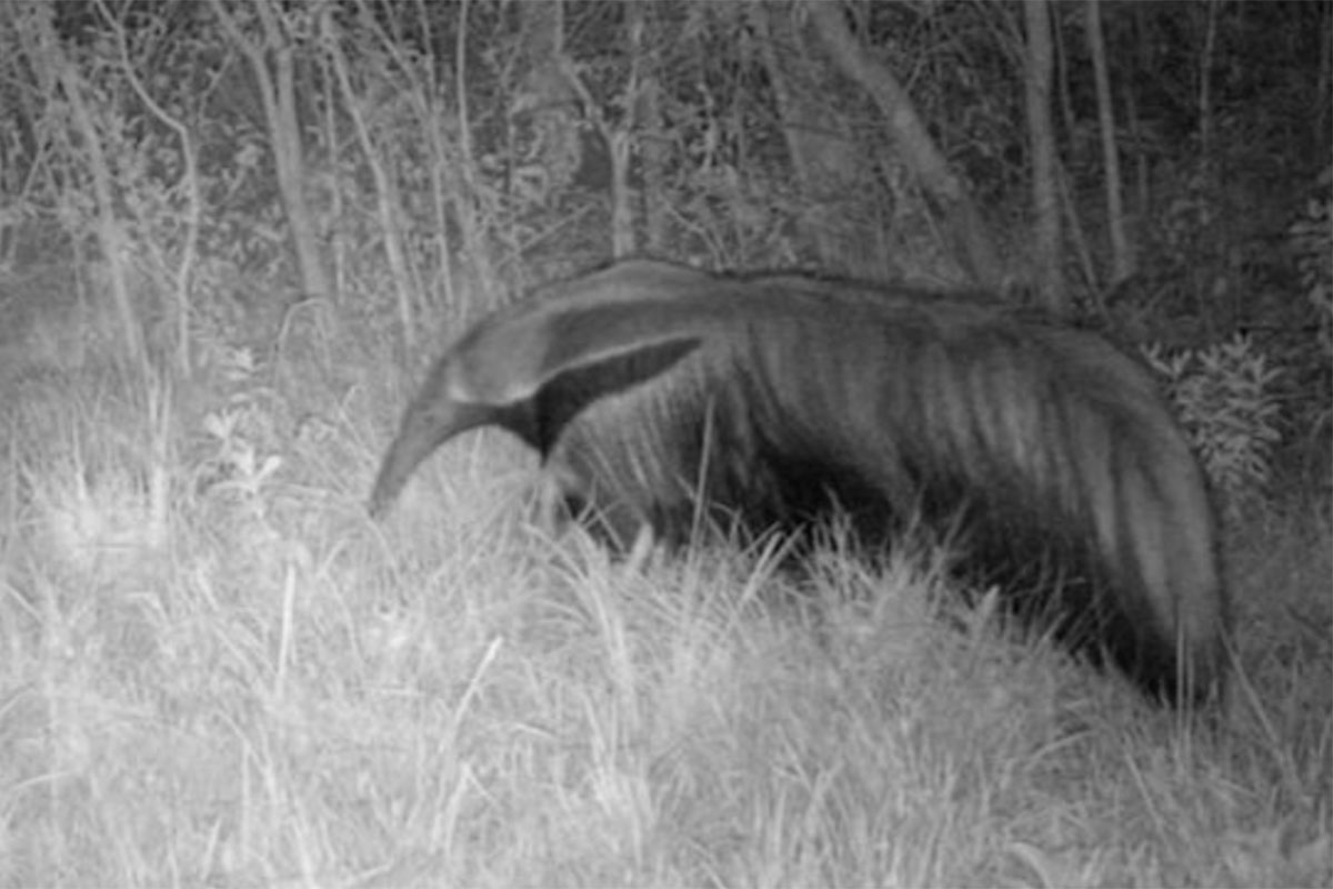 Un oso hormiguero fue registrado en Brasil tras 130 años de extinción: afirman que es por su reintroducción en Iberá