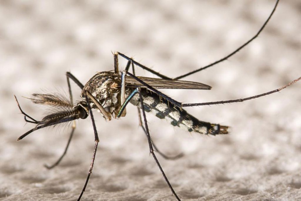 Liberan 25.000 mosquitos machos estériles fluorescentes en Ezeiza para combatir el dengue 3 Liberan 25.000 mosquitos machos estériles fluorescentes en Ezeiza para combatir el dengue