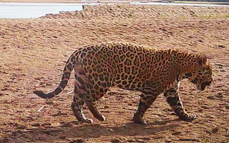 Mataron a Acaí, la yaguareté que simbolizaba el renacer del Chaco