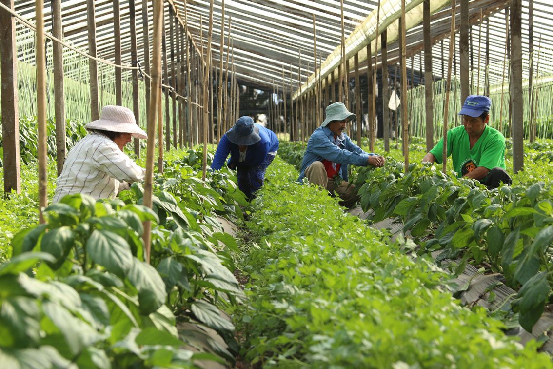 No la ven: por qué la agricultura familiar es clave para estos tiempos