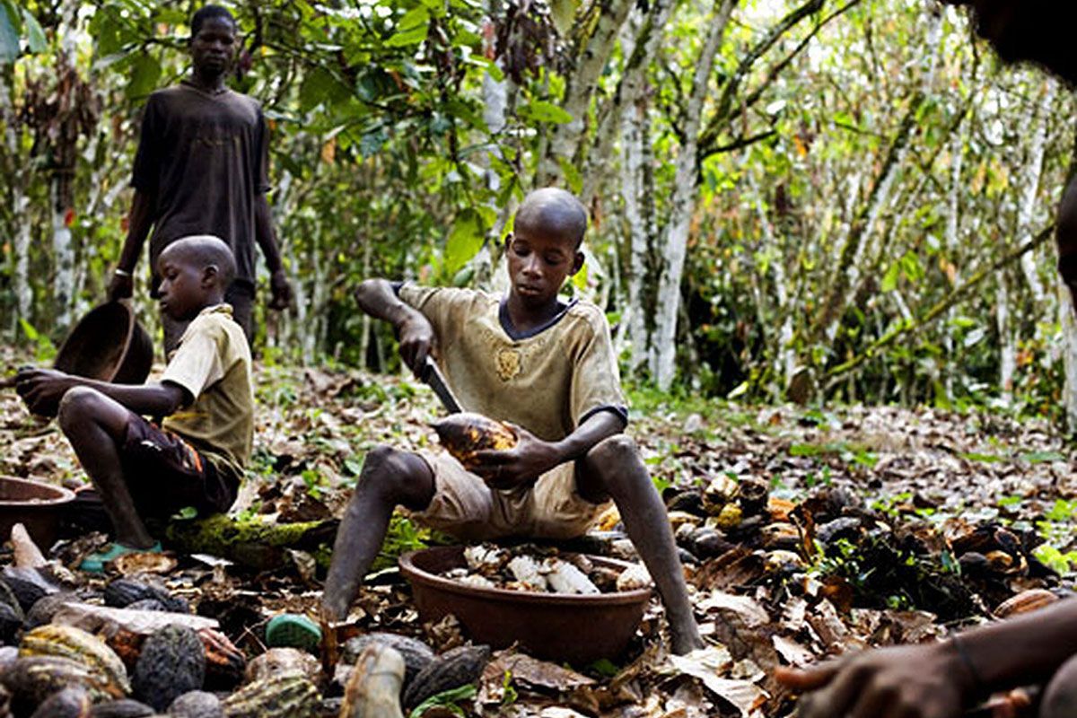 Más de 2 millones de niños de entre 5 y 16 años trabajan en el mundo en plantaciones de cacao