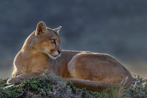 Matar pumas y guanacos, un «atractivo» turístico: Santa Cruz habilitó la temporada de Caza Deportiva