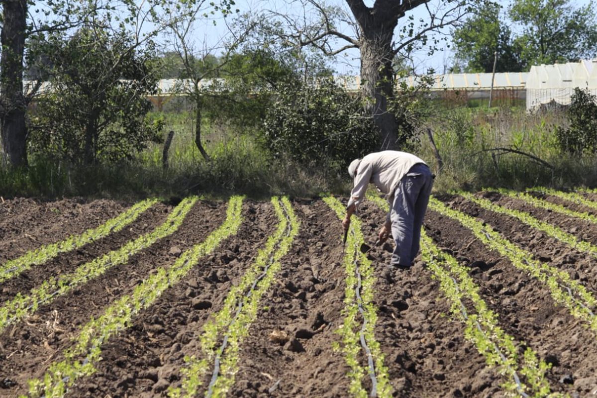 El remate de la tierra