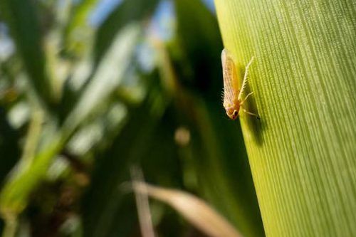 La chicharrita del maíz provoca «pérdidas irreversibles» y la Sociedad Rural pide ayuda del Estado