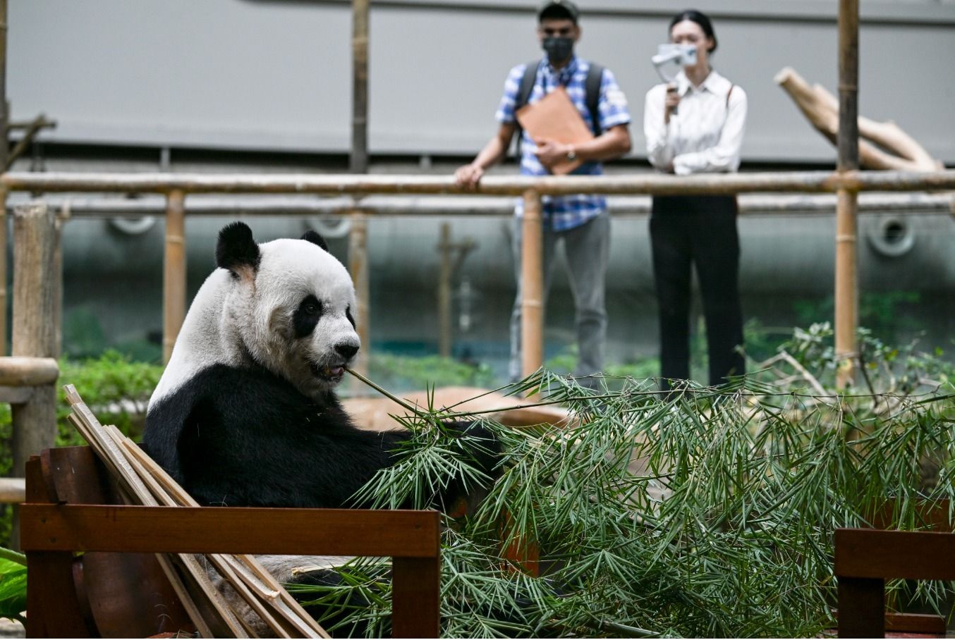 Lo que pocos saben sobre los panda, el tesoro nacional de China