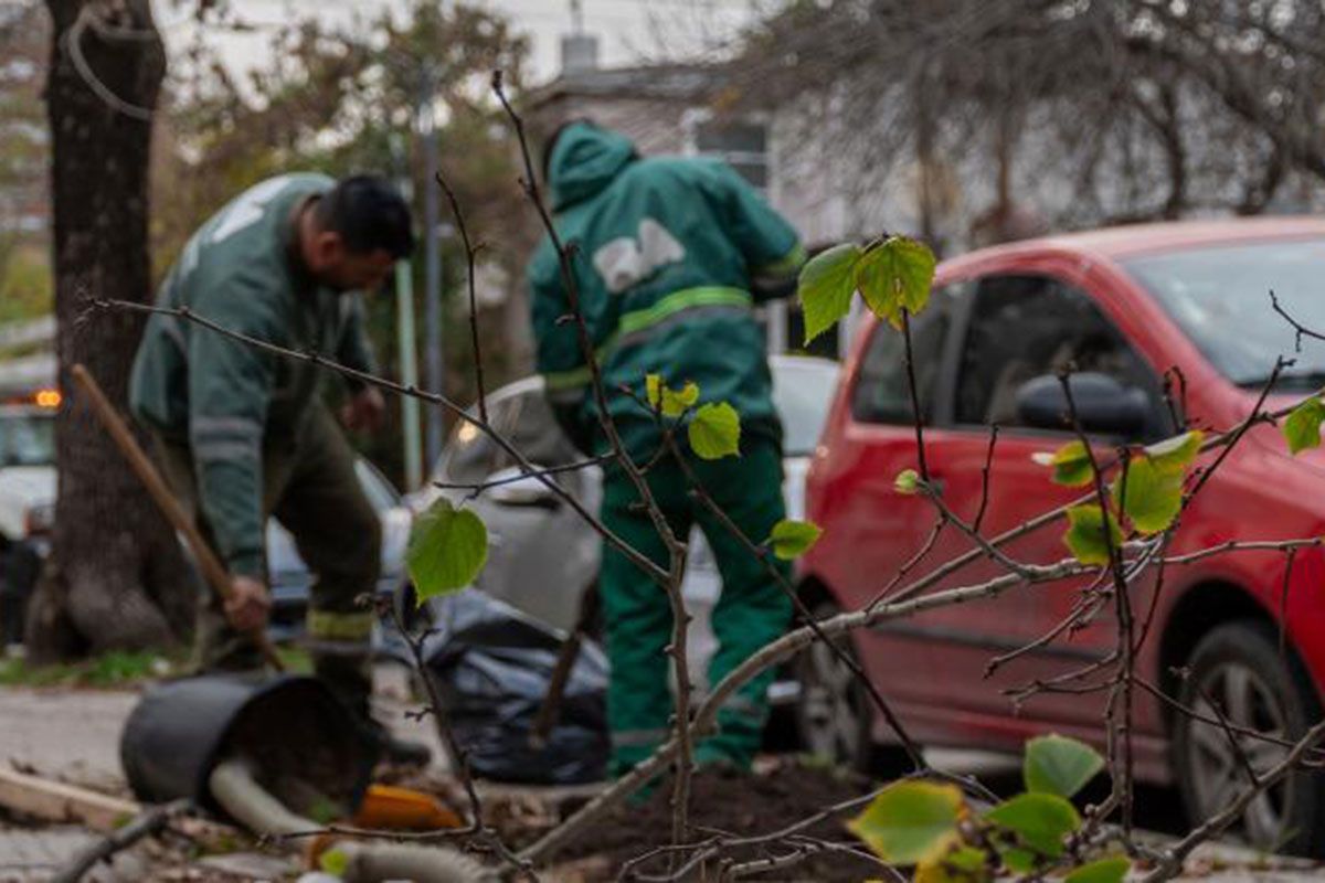 Más de $ 2.100 millones: critican la licitación para realizar un censo de árboles en CABA