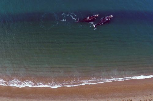 A Puerto Madryn van pocos turistas, pero siguen llegando ballenas: ya contaron más de 2.100 - Image 2