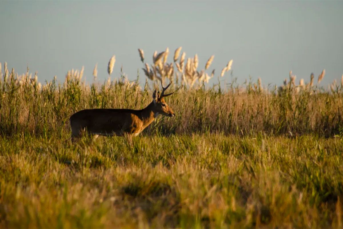 El Gobierno buscar reformar la Ley de Tierras Rurales, en beneficio de capitales extranjeros