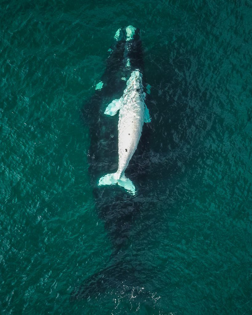 Puerto Madryn, dónde ver gratis las ballenas 2 Puerto Madryn, dónde ver gratis las ballenas