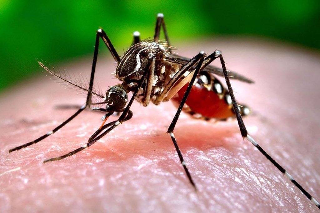 Kreplak advirtió que “se viene una epidemia de dengue muy grave” y el ministro nacional se desligó de la responsabilidad 1 Kreplak advirtió que “se viene una epidemia de dengue muy grave” y el ministro nacional se desligó de la responsabilidad