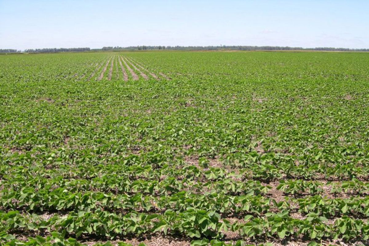 Tomás Loewy: «Las unidades productivas pequeñas y medianas son las únicas que facilitan la descentralización»