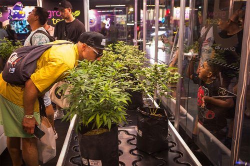 Advierten que la reestructuración del INTA afectaría el desarrollo del cannabis medicinal y el cáñamo industrial