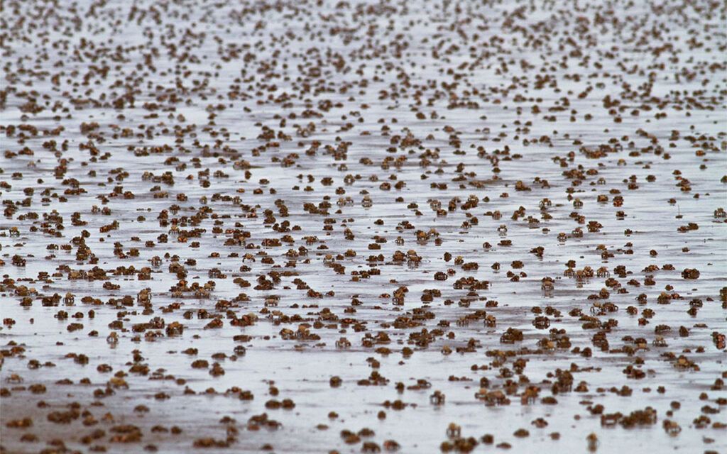 Cangrejos en riesgo por culpa del glifosato 2 Cangrejos en riesgo por culpa del glifosato