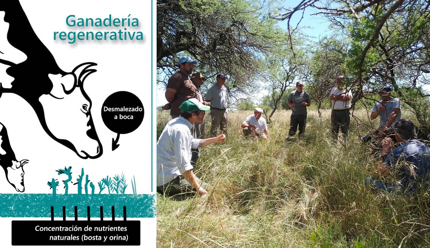 Ganadería regenerativa, un sistema de pastoreo racional que permite prescindir de agroquímicos