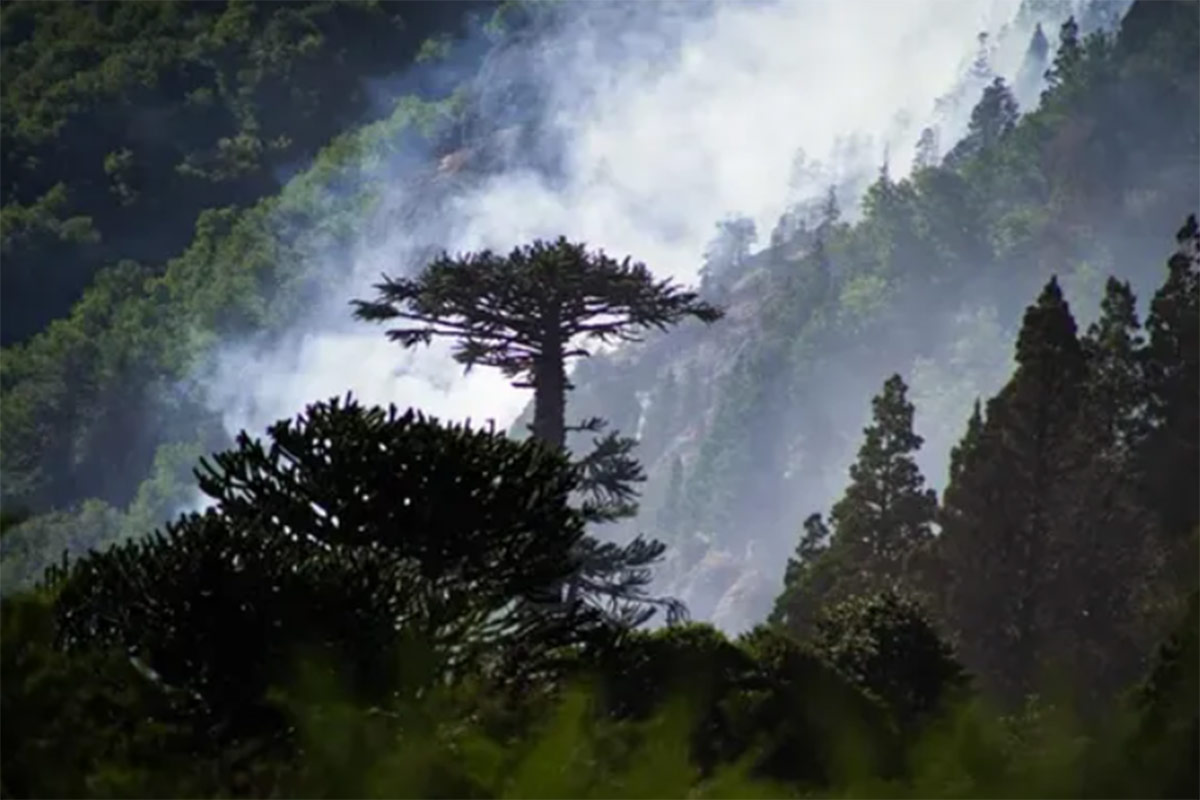 Argentina bajo fuego: en 2025 ya se quemaron casi 300 mil hectáreas 2 Argentina bajo fuego: en 2025 ya se quemaron casi 300 mil hectáreas