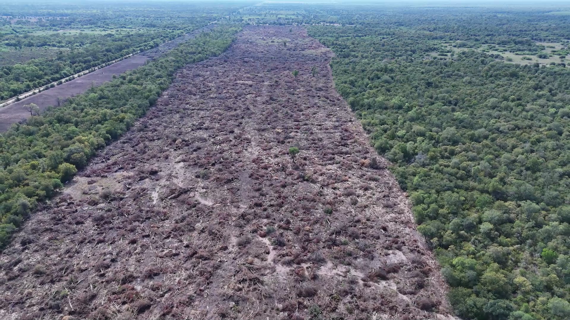 Denuncian ante la justicia la trama oculta detrás de "la mafia del desmonte" en Chaco