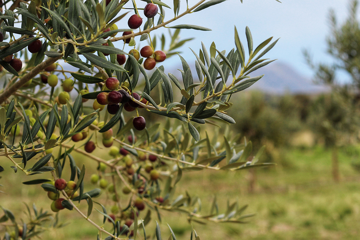 La Ruta del Olivo: un paseo verde por el sudoeste bonaerense para conocer la riqueza de este árbol milenario