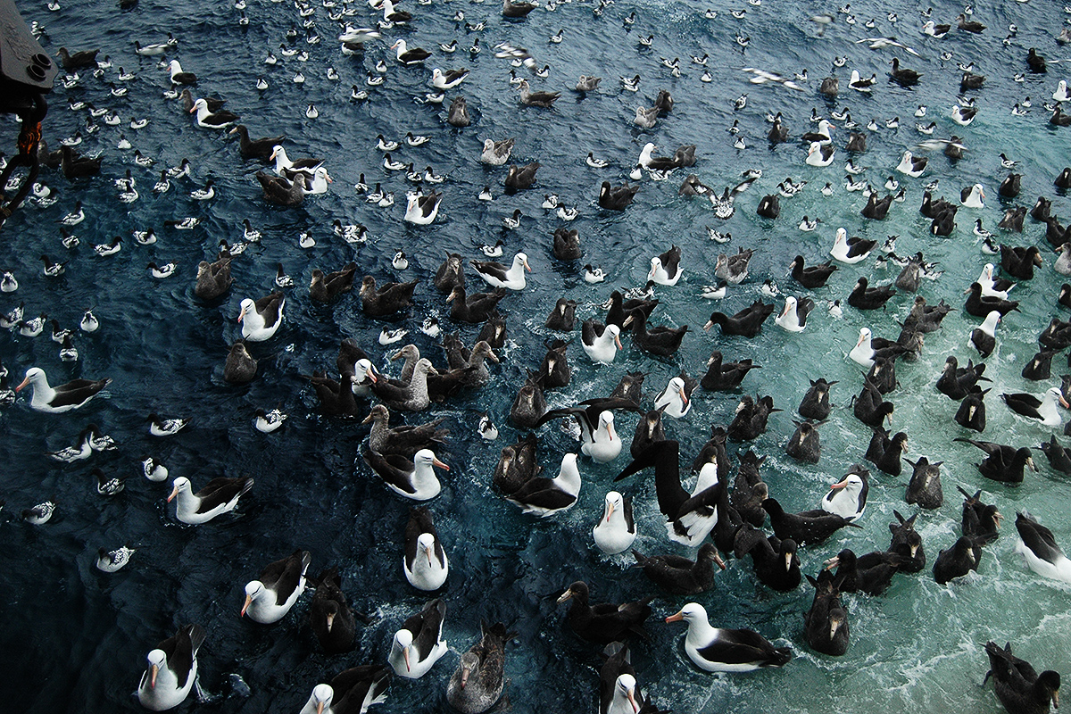 Anidan en las Islas Malvinas y sobrevuelan todo el Mar Argentino: los albatros, aves bajo amenaza
