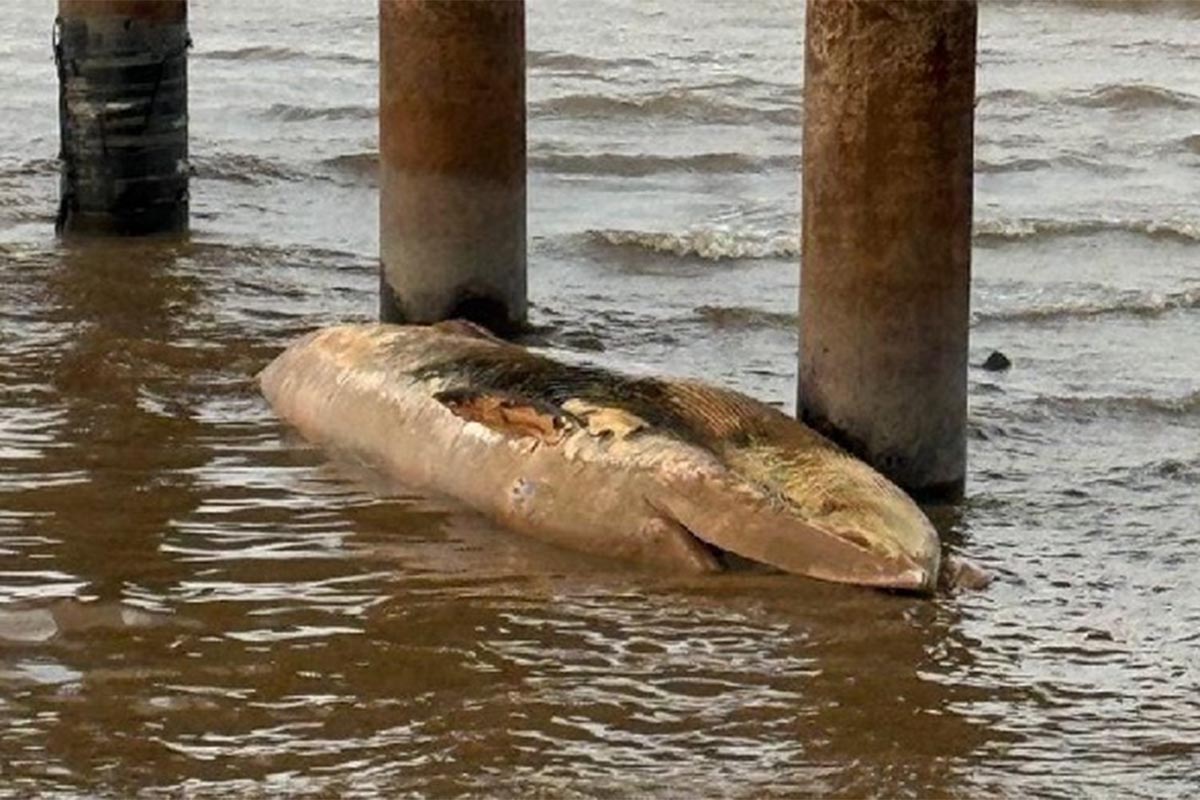 Encuentran una ballena muerta en la Costanera y es la segunda en menos de una semana