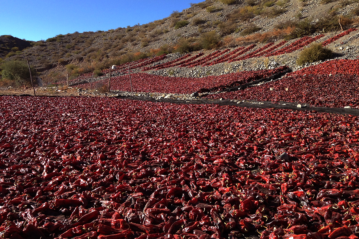 “Denominación de Origen”, nuevo logro de los productores de pimiento del Valle Calchaquí