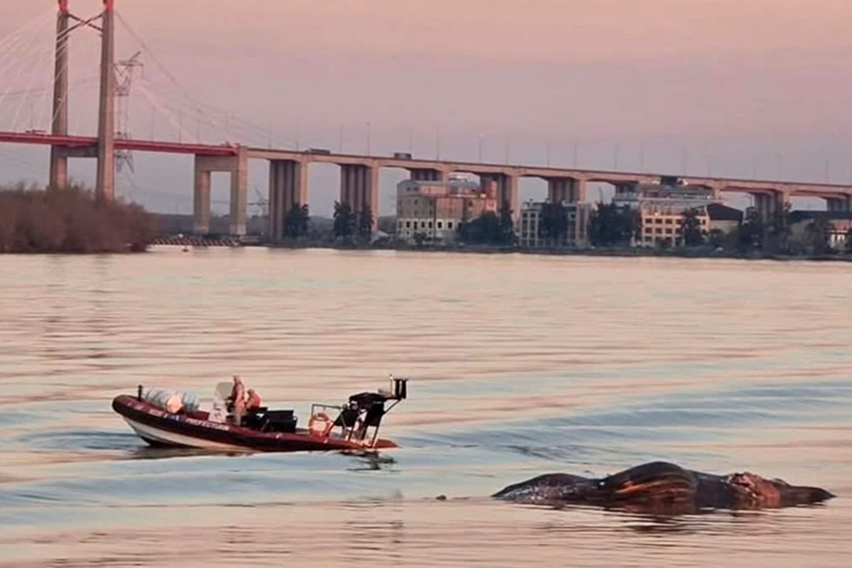 Preocupación por la aparición de otra ballena muerta: ya son tres en las últimas dos semanas